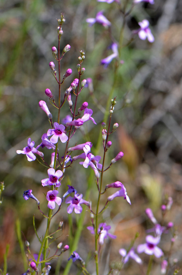 Toadflax Penstemon has beautiful showy blue-purple flowers that bloom from June to August. Penstemon linarioides